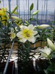 [6295 Lilium78 No02.JPG]
